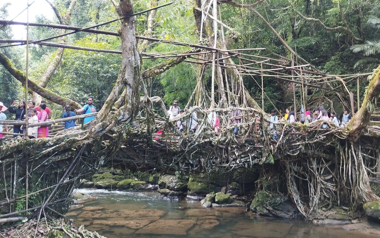 Riwai Living Root Bridge
