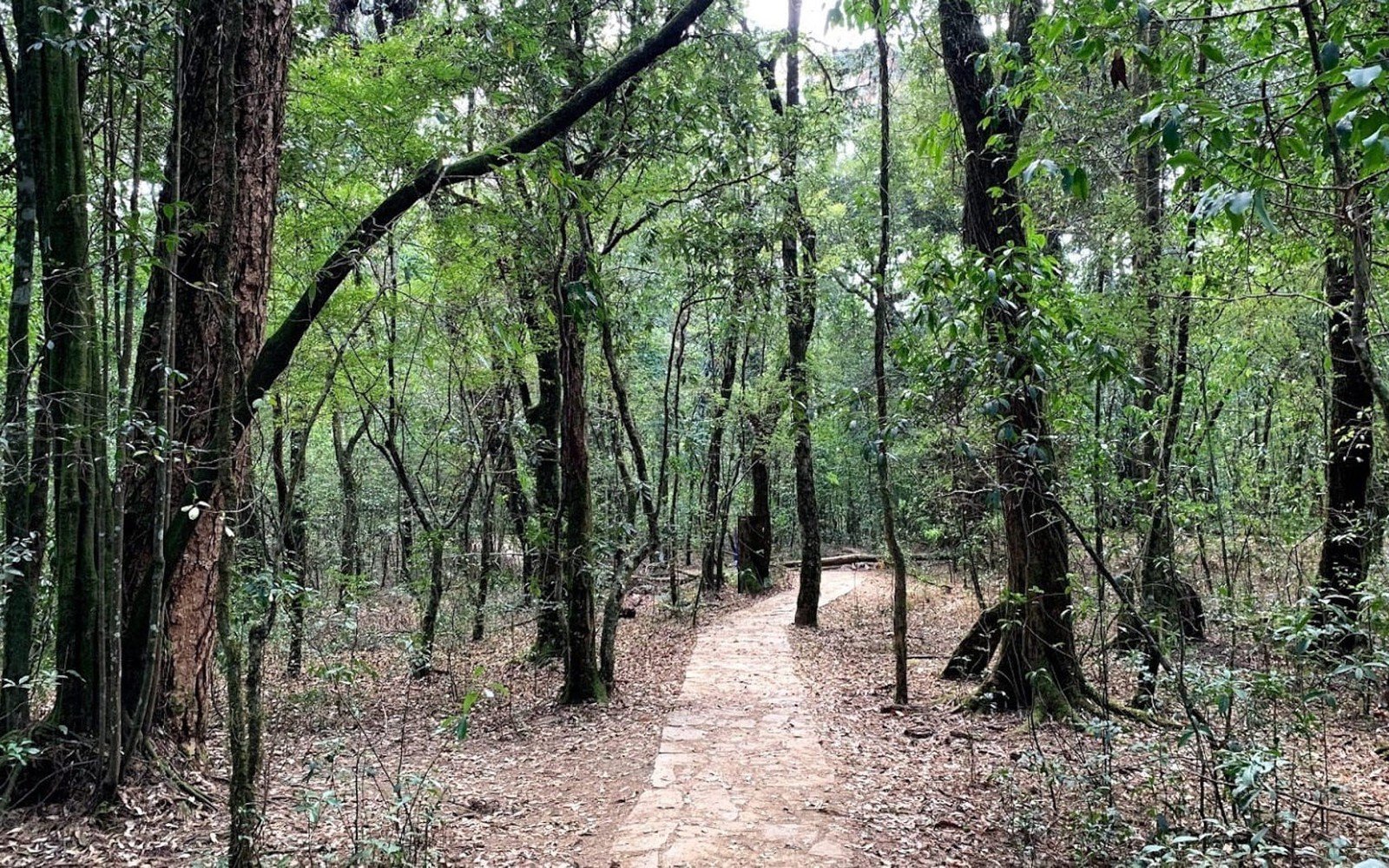 Mawphlang Sacred Grove